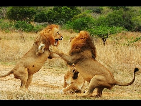 The Pack: When Lions Attack – Hunting Tactics